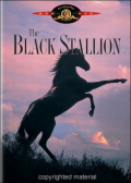 Black Stallion