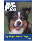 Big Dogs Little Dogs