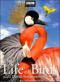Life Of Birds, The